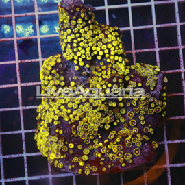 Zoanthus Coral Solomon (click for more detail)