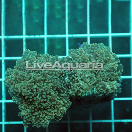 Green Frogspawn Coral Solomon (click for more detail)