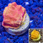 LiveAquaria® Cultured Leptastrea Coral (click for more detail)