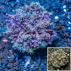 Starburst Polyps Indonesia (click for more detail)