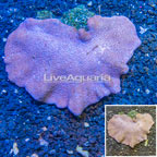 Toadstool Mushroom Leather Coral Vietnam (click for more detail)