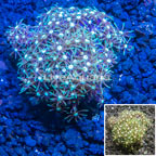 Starburst Polyps Indonesia (click for more detail)