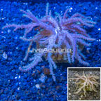 Sinularia Leather Coral Indonesia (click for more detail)