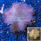 Toadstool Mushroom Leather Coral Indonesia (click for more detail)