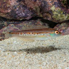 Sri Lankan Wrasse (click for more detail)