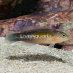 Blue Bar Dottyback  (click for more detail)