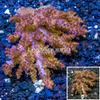 Acropora Coral Australia (click for more detail)