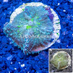 Mushroom Coral Indonesia (click for more detail)