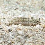 Rhino Blenny (click for more detail)