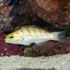 Hardwicke Wrasse  (click for more detail)