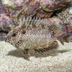 Brown Spotted Spinefoot Rabbitfish  (click for more detail)