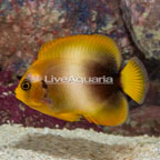 African Angelfish (click for more detail)