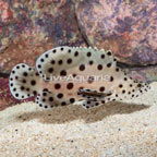 Panther Grouper  (click for more detail)