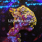 Zoanthus Coral Solomon (click for more detail)