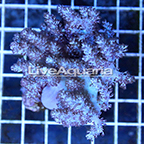 Pineapple Tree Coral Solomon (click for more detail)