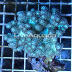 Pineapple Tree Coral Solomon (click for more detail)