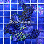 Zoanthus Coral Solomon (click for more detail)