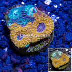 LiveAquaria® Cultured Ultra Acan Echinata Coral (click for more detail)