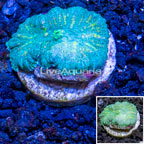 LiveAquaria® Cultured Mushroom Rhodactis Coral (click for more detail)