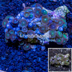 Zoanthus Coral Vietnam  (click for more detail)