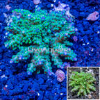 Bushy Acropora CoralFiji (click for more detail)