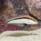 Rainbow Wrasse (click for more detail)