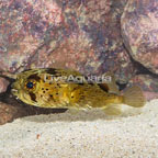 Porcupine Puffer (click for more detail)