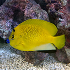 Flagfin Angelfish (click for more detail)