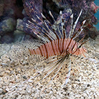 Volitan Lionfish (click for more detail)