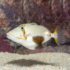 Boomerang Triggerfish (click for more detail)