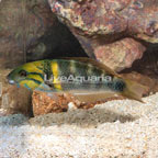 Goldbar Wrasse  (click for more detail)