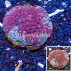 Goniastrea Brain Coral Indonesia (click for more detail)