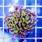 USA Cultured Ultra Hammer Coral (click for more detail)