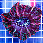 Ultra Cynarina Button Coral (click for more detail)