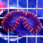 Open Brain Coral Australia  (click for more detail)