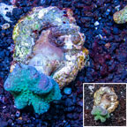 Toadstool Mushroom Leather Coral  Indonesia (click for more detail)