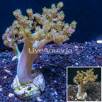 Pineapple Tree Coral Indonesia (click for more detail)