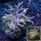 Sinularia Leather Coral Indonesia (click for more detail)