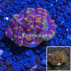 LiveAquaria® Cultured Ultra Acan Lord Coral (click for more detail)