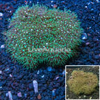 Starburst Polyps Indonesia (click for more detail)