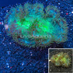Elegance Coral Indonesia (click for more detail)