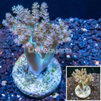 Tree Coral Indonesia (click for more detail)