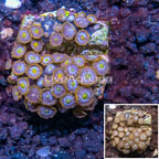 Zoanthus Coral Indonesia (click for more detail)