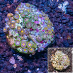 Zoanthus Coral Indonesia (click for more detail)