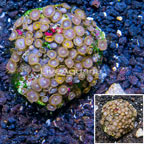 Zoanthus Coral Indonesia (click for more detail)