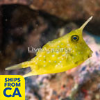 Longhorn Cowfish EXPERT ONLY (click for more detail)