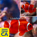 Maroon Clownfish (click for more detail)