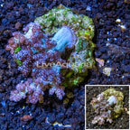 Pineapple Tree Coral Indonesia (click for more detail)