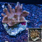 Devil's Hand Leather Coral Indonesia (click for more detail)