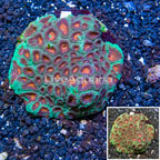 Favia Coral Indonesia (click for more detail)